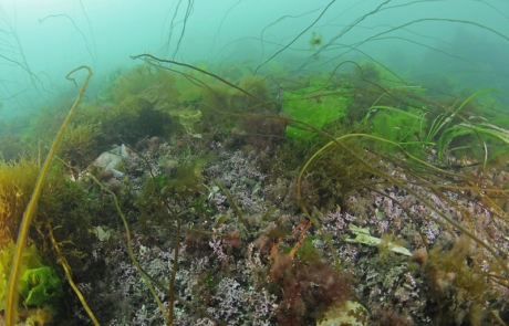 Maerl bed with sea weeds and sea grass Sound of Barra