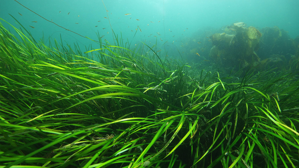 Seagrass in the Sound of Barra