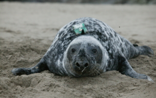 Tagged Seal