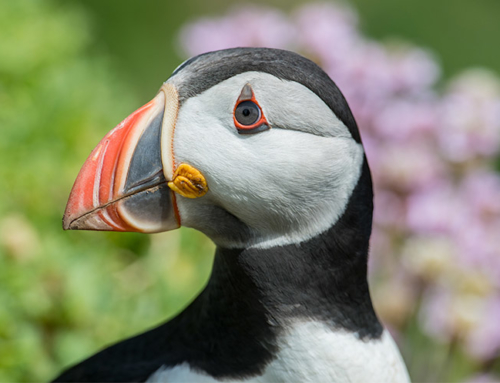 Seabirds and climate change – our findings
