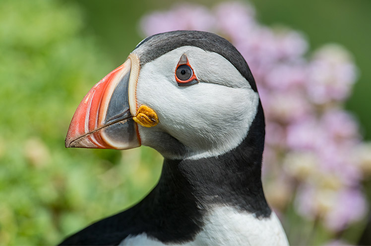 puffin in spring